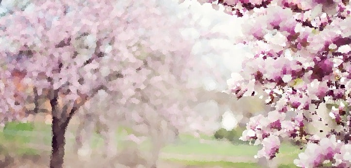  Cherry Blossoms